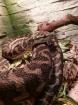 Teppichpython morelia variegata